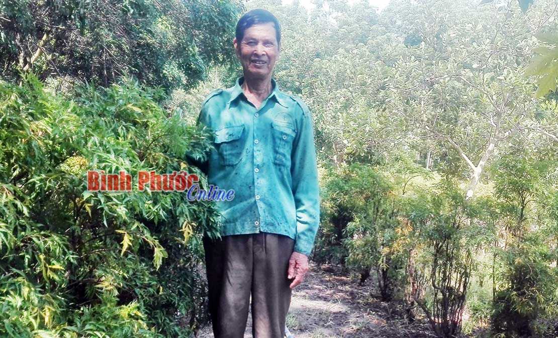 Cựu chiến binh Tân Khai: Liên kết trồng cây dược liệu