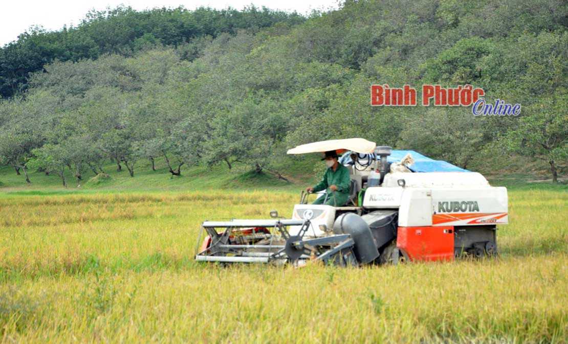 Ngập cục bộ gây thiệt hại 40 ha lúa ở Đăng Hà