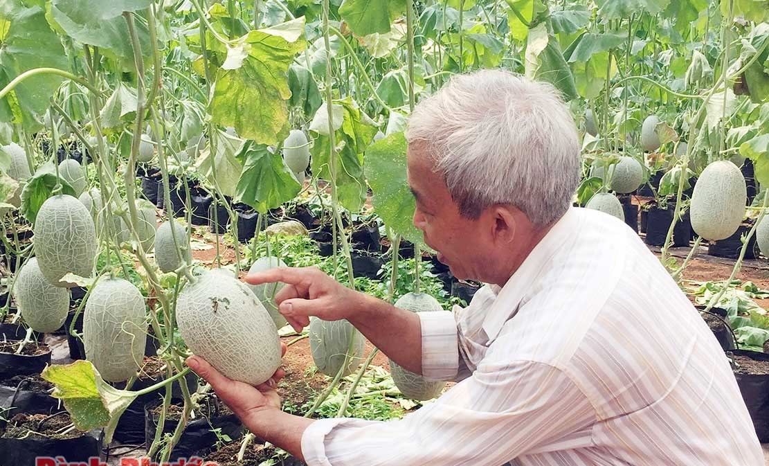 Thu lợi cao từ nông sản VietGAP