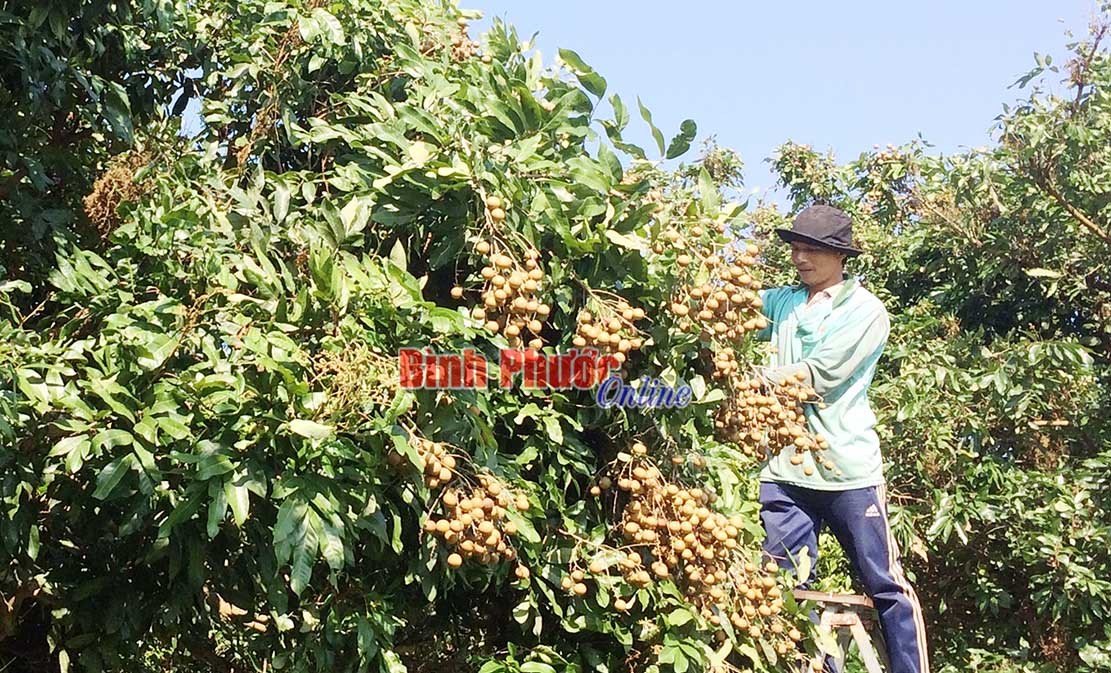 Thanh An vào mùa nhãn