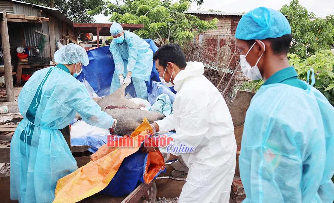 Đối tượng, mức hỗ trợ phòng, chống bệnh dịch tả lợn châu Phi