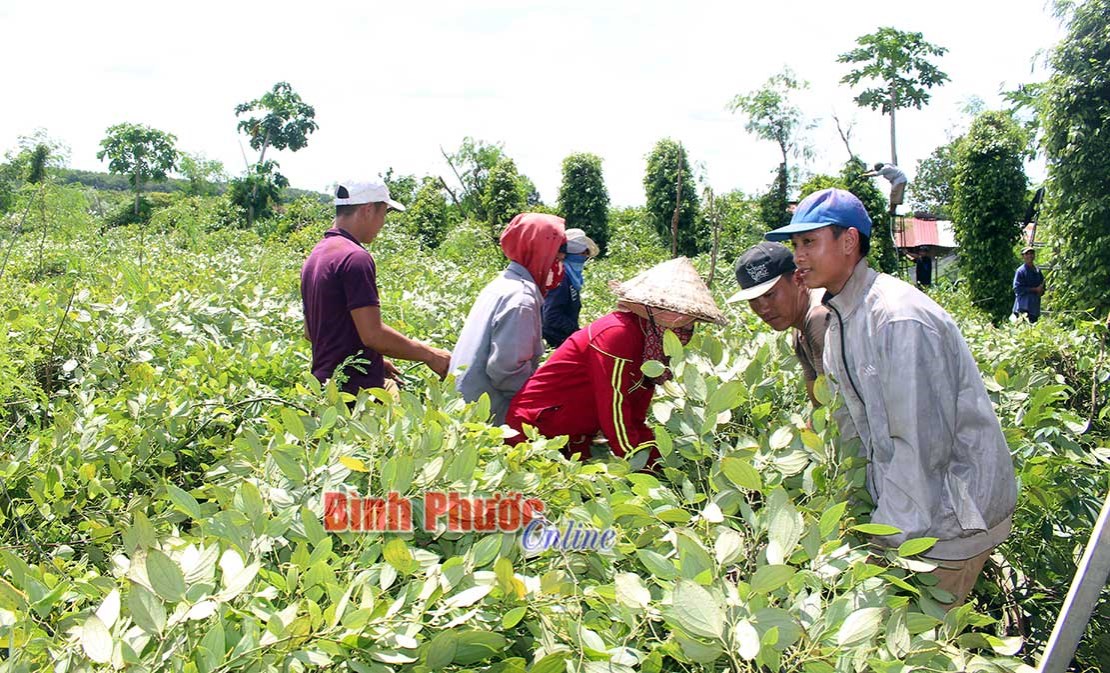 Lốc xoáy làm hàng ngàn cây lâu năm gãy đổ