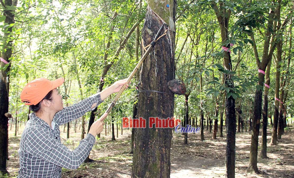 Thận trọng khi cạo mủ bằng khí ethylene