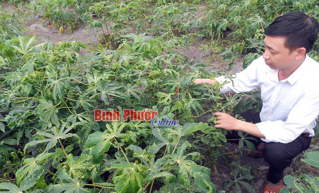 Nguy cơ bệnh khảm lá mì gây hại trở lại