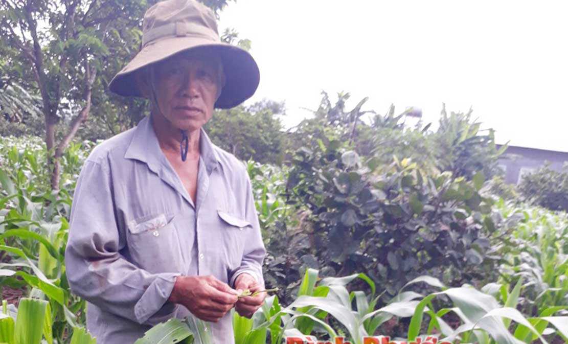 Nhiều vườn trồng bắp ở Đồng Phú bị sâu keo gây hại