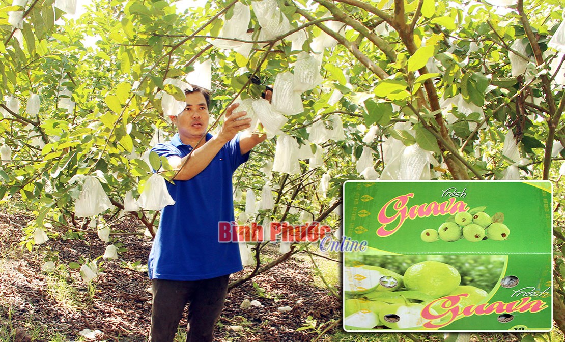 Trái ổi xuất ngoại