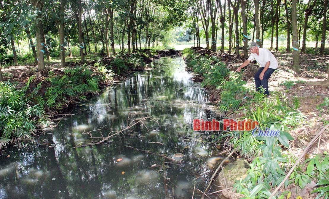 Xử lý dứt điểm ô nhiễm môi trường ở trại heo An Phú Khánh