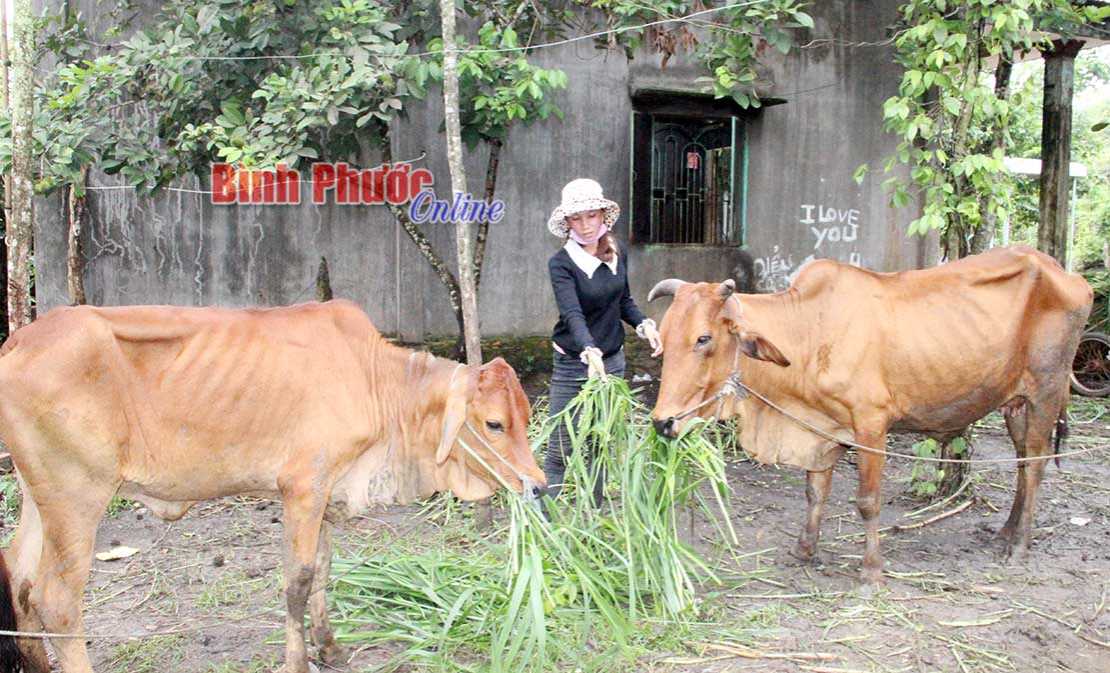 Thanh An ch&uacute; trọng giảm ngh&egrave;o bền vững