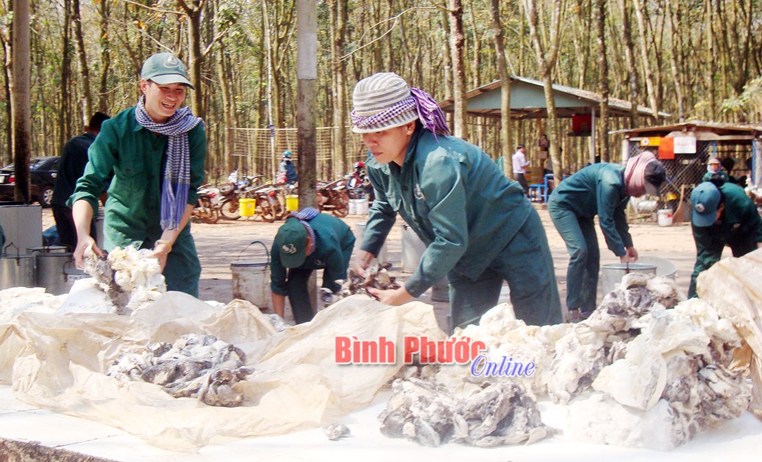 L&agrave;m theo B&aacute;c ở Cao su Đồng Ph&uacute;