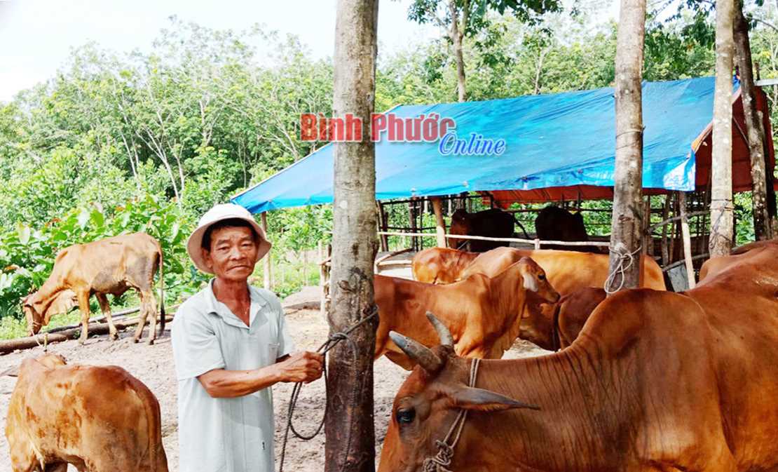 Ổn định kinh tế nhờ vốn vay ưu đãi