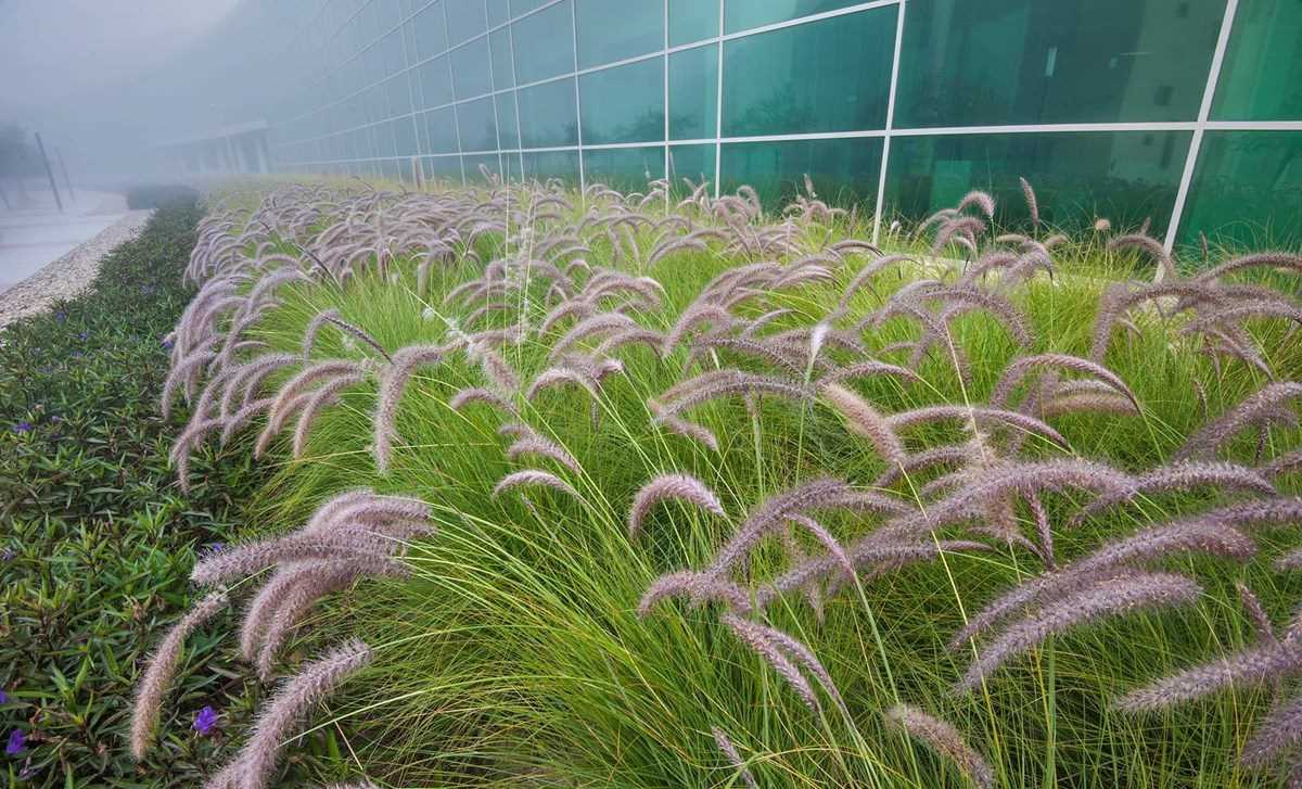 Thái Lan tái khởi động các dự án phát điện từ cỏ voi