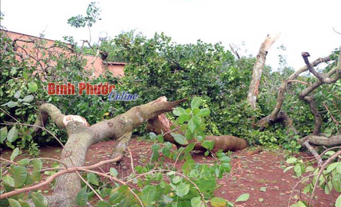 Phú Riềng: Hỗ trợ các hộ bị thiên tai 52,4 triệu đồng