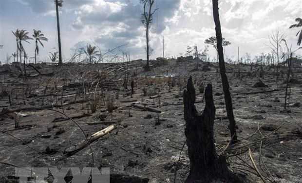 Các nước Nam Mỹ sẽ nhóm họp nhằm vạch ra chính sách bảo vệ rừng Amazon
