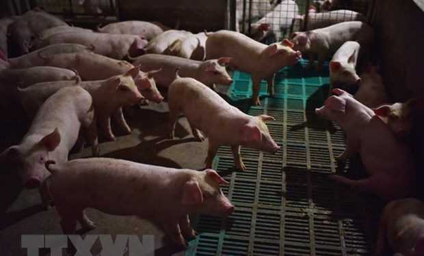 Hàn Quốc phát hiện trường hợp tả lợn châu Phi đầu tiên