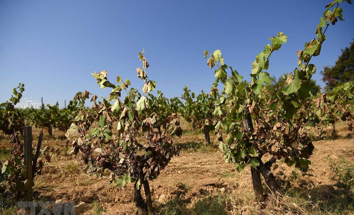 Italy cảnh báo thiệt hại trong ngành nông nghiệp do biến đổi khí hậu