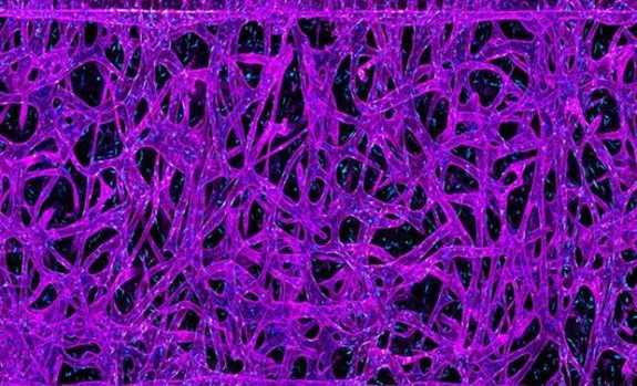 Israel thông báo kế hoạch thí nghiệm với vi khuẩn trong không gian