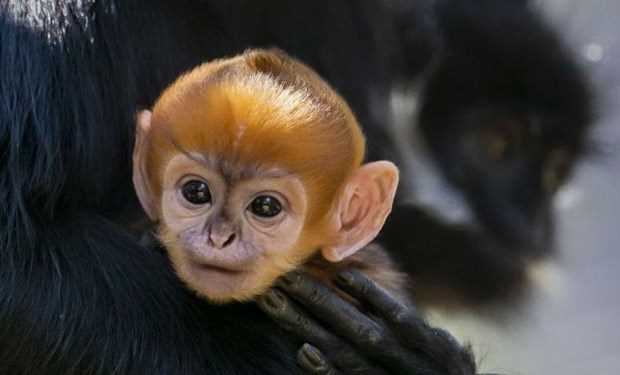 Chú khỉ con thuộc giống hiếm mới chào đời tại vườn thú Australia