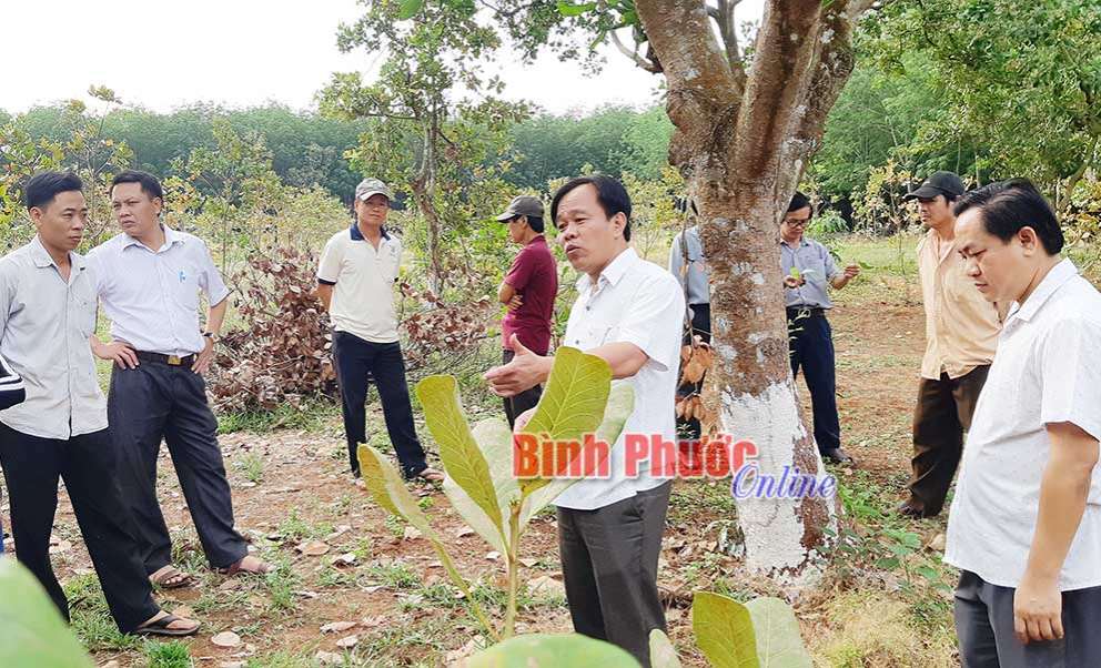 Kết quả thanh tra việc hỗ trợ n&ocirc;ng d&acirc;n trồng điều bị s&acirc;u bệnh hại tại B&ugrave; Đăng (tiếp theo)