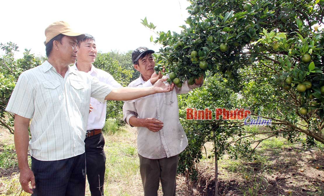 Nông nghiệp Hớn Quản trên đà bứt phá