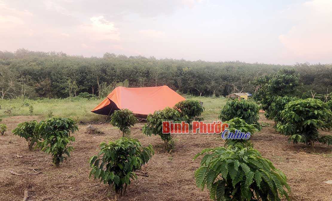 Một người chết chưa rõ nguyên nhân trong vườn cà phê