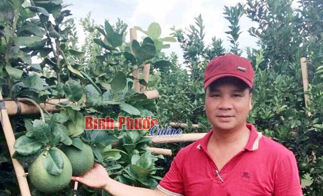Thu nhập ổn định từ trồng cây có múi