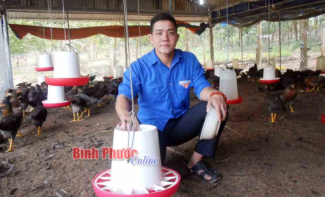 Phát triển kinh tế từ nuôi gà thả vườn