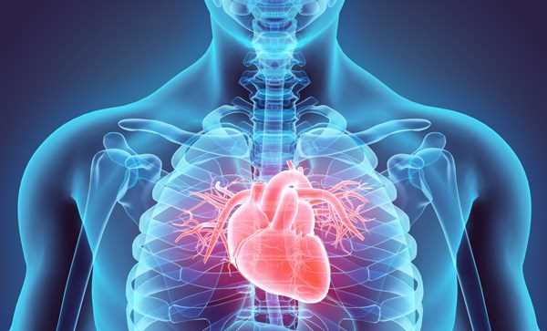 Nhà khoa học Nhật Bản muốn thử nghiệm chữa bệnh tim bằng tế bào gốc