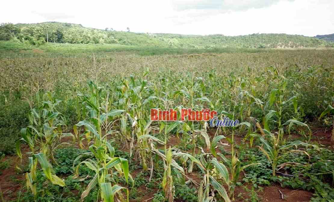 Mức phạt đối với hành vi lấn, chiếm đất