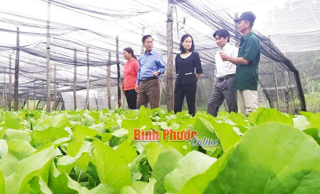 Lãnh đạo huyện Bù Đốp thăm mô hình sản xuất ứng dụng công nghệ