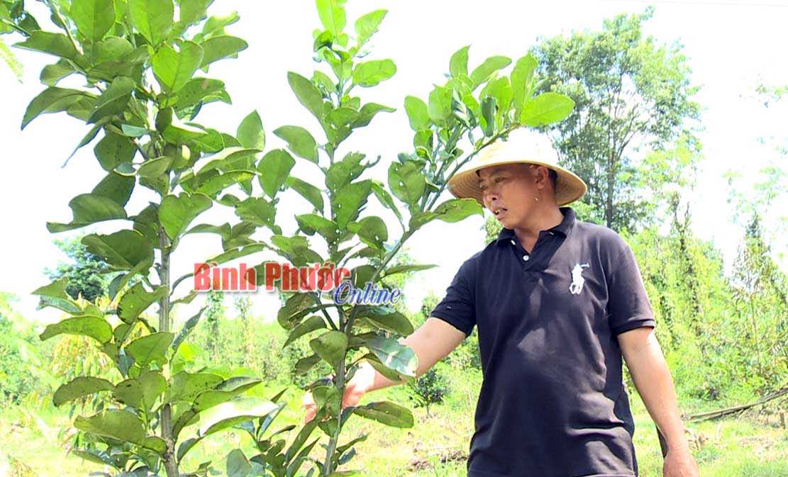 Bài toán khó trong chuyển đổi cơ cấu cây trồng