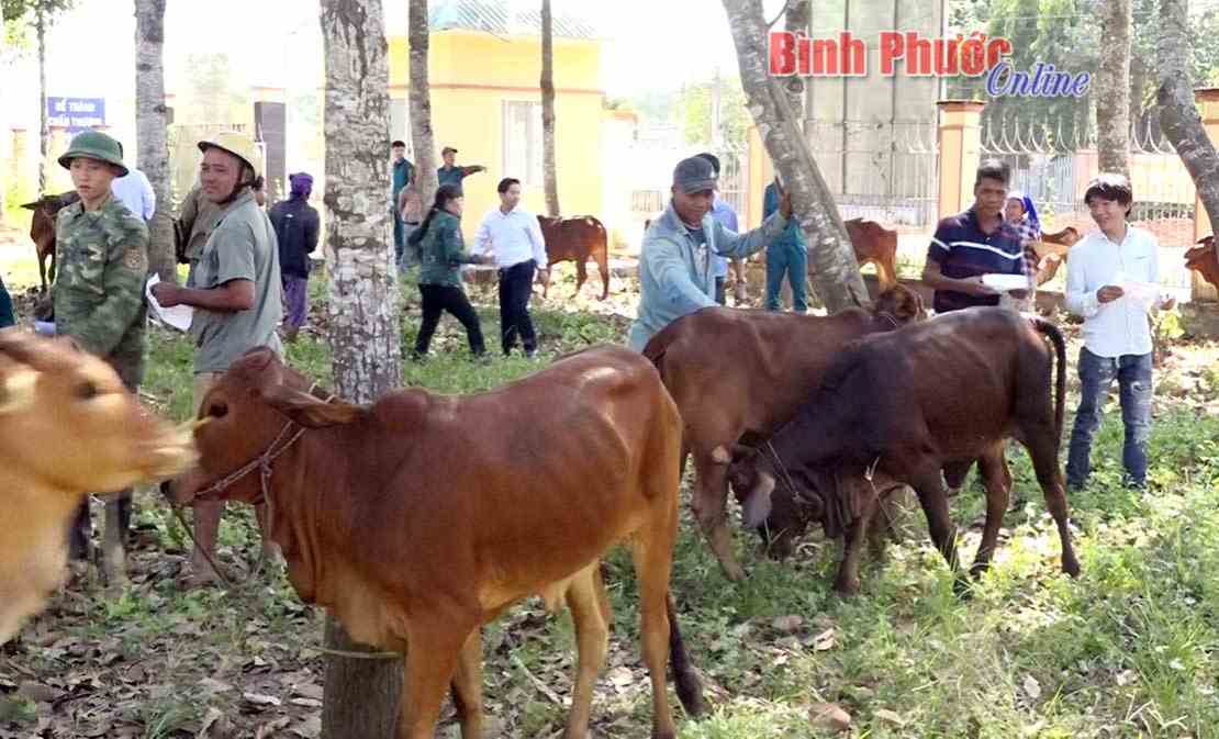 25 hộ dân tộc thiểu số nghèo được tặng bò sinh sản