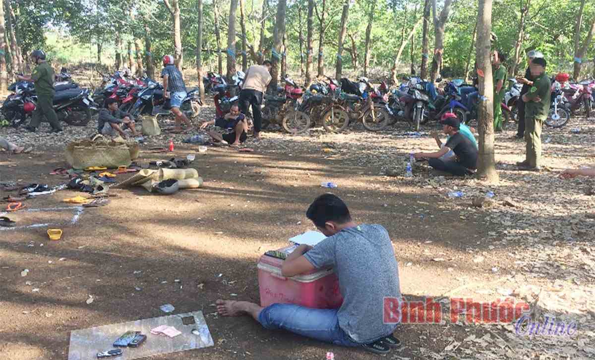 Đá gà ăn thua trong vườn cao su 