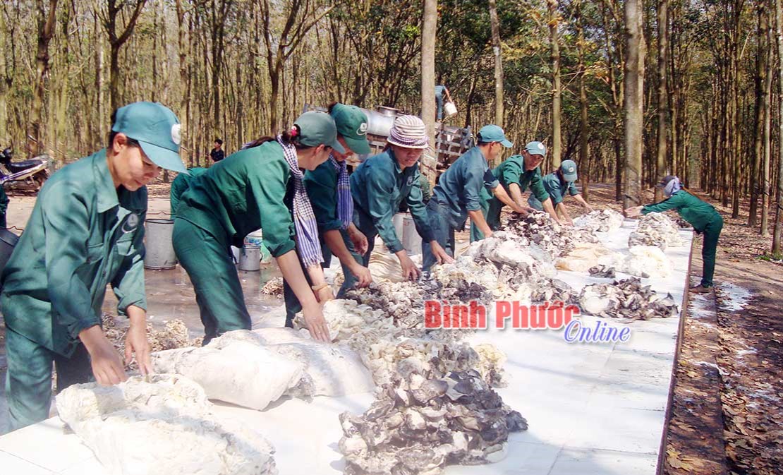 Cao su Đồng Phú phát triển ổn định và bền vững