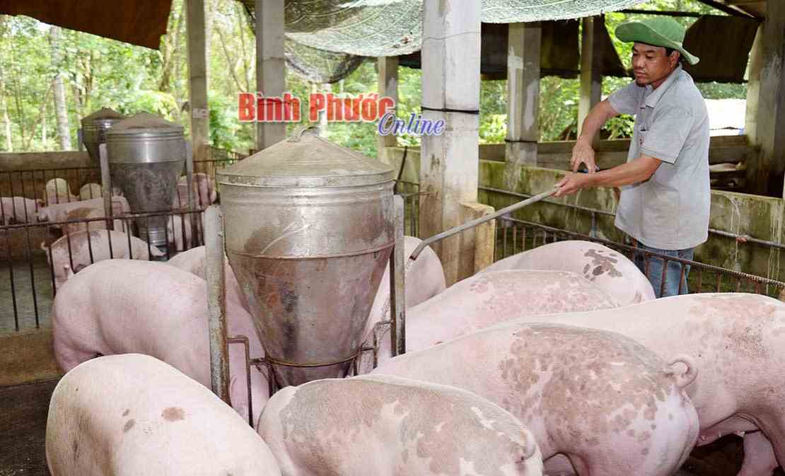 Bí quyết nuôi heo lãi tiền tỷ trong “bão” dịch tả châu Phi