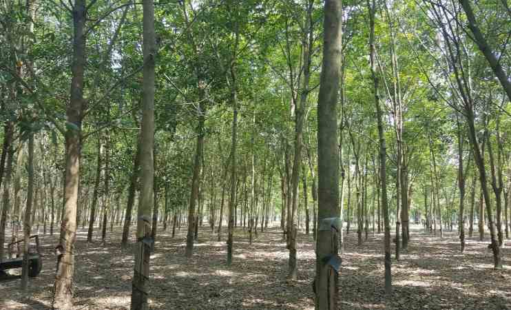 Hớn Quản xử phạt 9 trường hợp vi phạm trong lĩnh vực t&agrave;i nguy&ecirc;n - m&ocirc;i trường