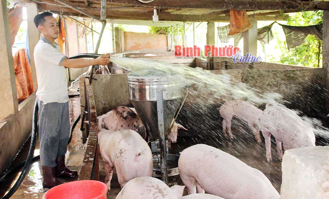 Heo hơi “sốt giá” kỷ lục