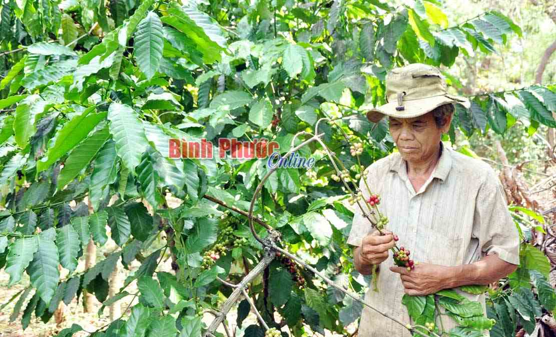 Bù Đăng: Cà phê mất mùa, rớt giá