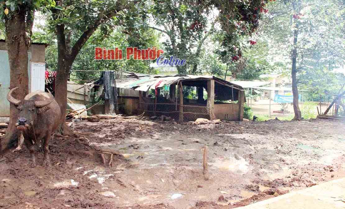 M&ocirc;i trường ở x&atilde; Đường 10: Cần giải ph&aacute;p mang t&iacute;nh đồng bộ