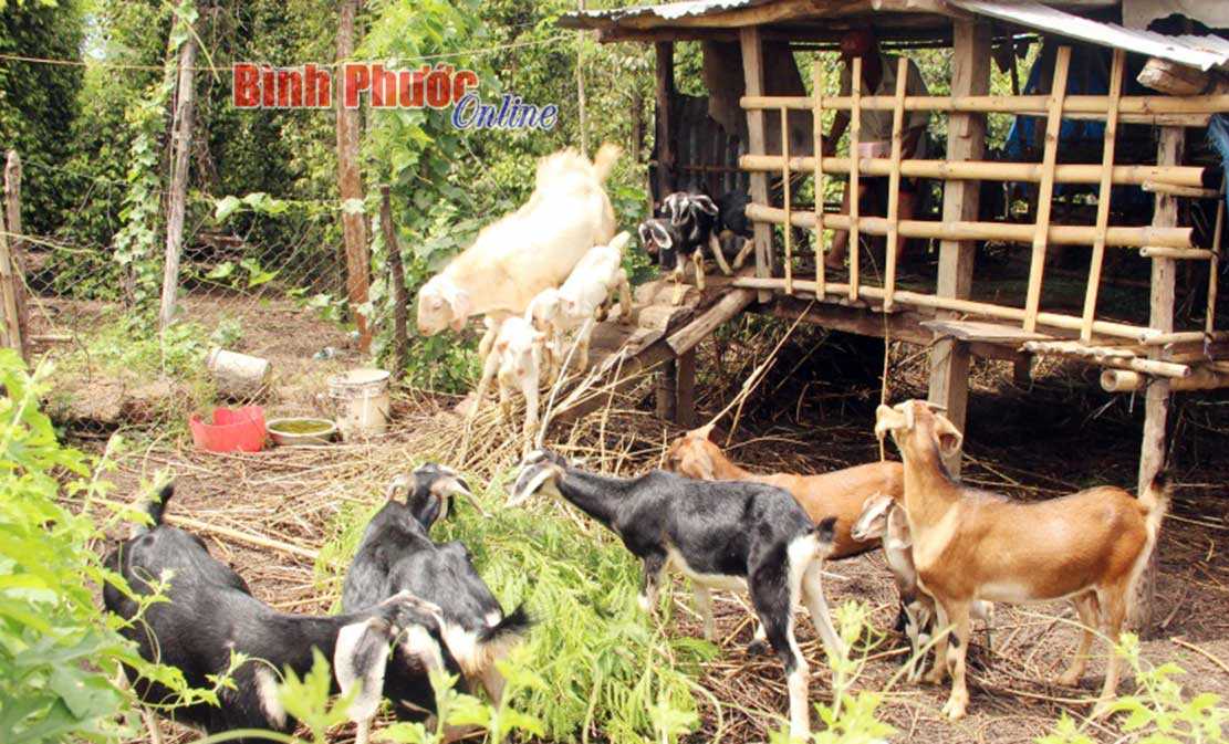 Anh Điểu Tương nu&ocirc;i d&ecirc; để tăng thu nhập