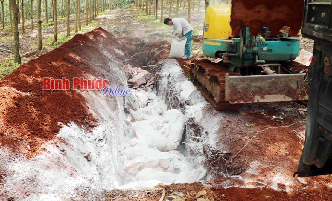 Ti&ecirc;u hủy hơn 1.600kg thịt nhiễm bệnh dịch tả heo ch&acirc;u Phi