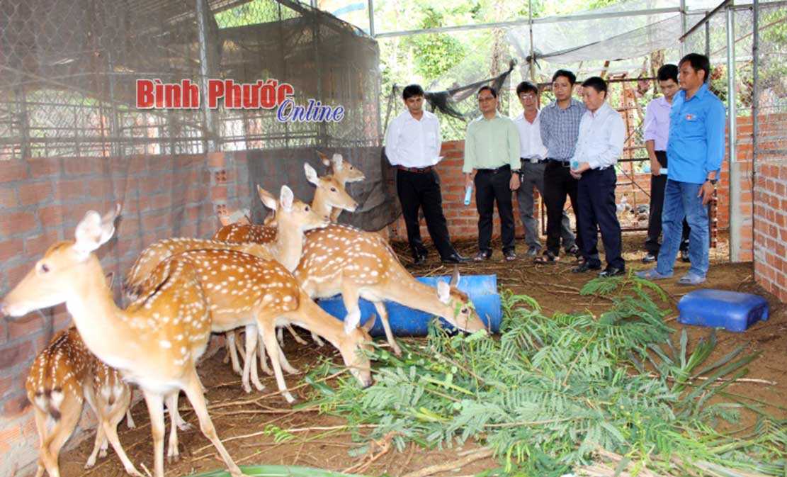 Ph&aacute;t triển hợp t&aacute;c x&atilde; nhung hươu