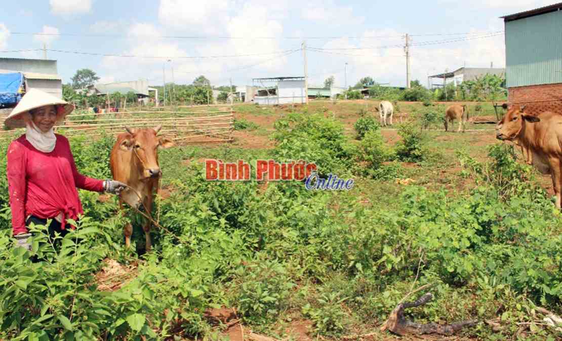 Ổn định kinh tế từ nu&ocirc;i b&ograve;