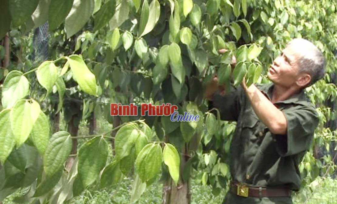 Cựu chiến binh Hớn Quản x&acirc;y dựng n&ocirc;ng th&ocirc;n mới