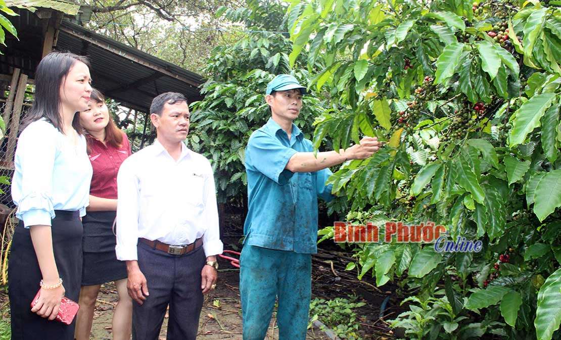 Thêm mùa cà phê kém vui