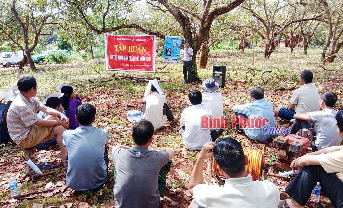 Kết quả thanh tra việc hỗ trợ n&ocirc;ng d&acirc;n trồng điều bị s&acirc;u bệnh hại tại B&ugrave; Đăng