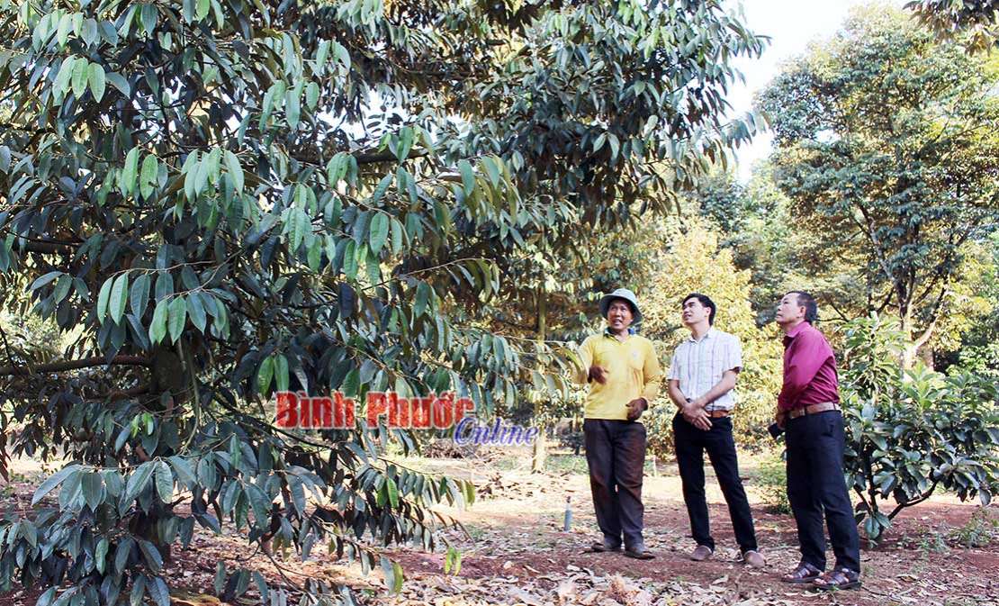 Sản xuất trái cây an toàn VietGAP