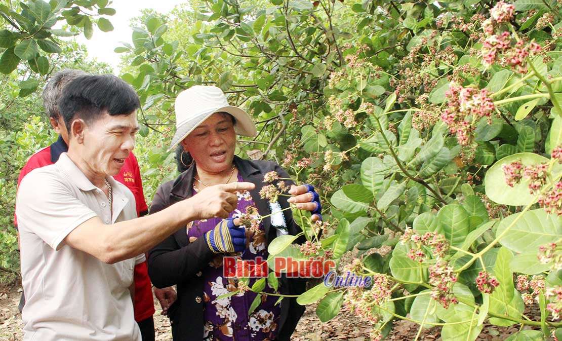 Chủ động phòng ngừa dịch hại cây điều