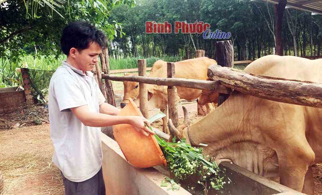 Giá bò thương phẩm tăng trở lại