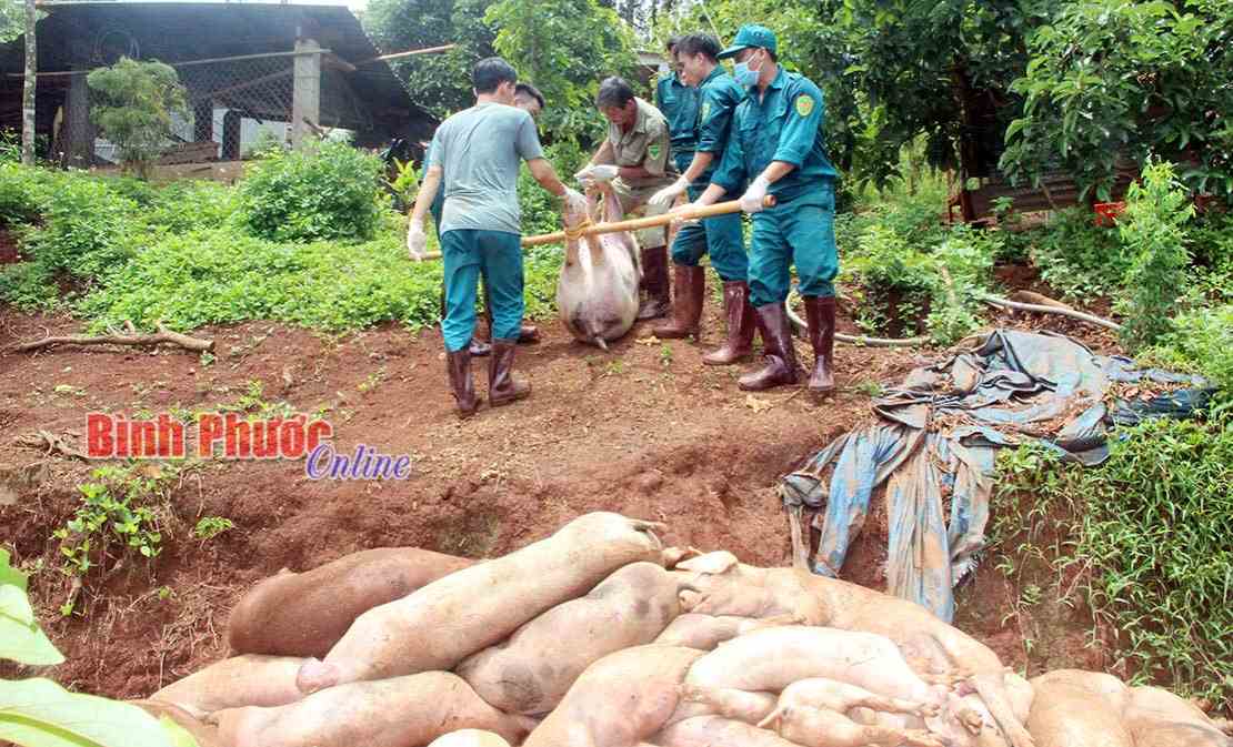 Phát triển đàn heo để sớm bình ổn giá