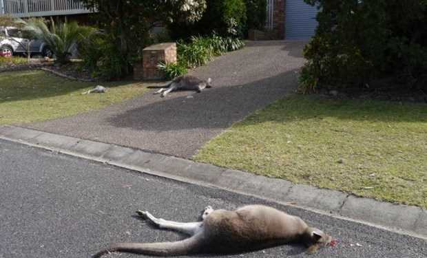 Một thanh niên bị buộc tội vì lái xe đâm chết 20 con kangaroo